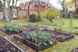 Comment créer un potager pour débutant ?