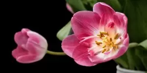 tulipe