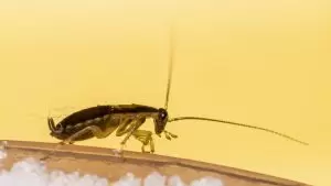 Pourquoi les cafards s'installent-ils dans les maisons ?