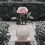Gravier rose : la touche esthétique à votre jardin ! Gravier rose : la touche esthétique à votre jardin !