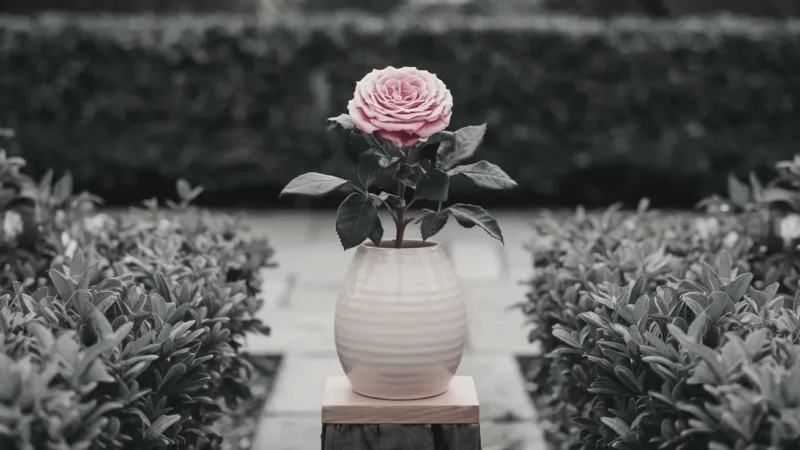 Gravier rose : la touche esthétique à votre jardin !