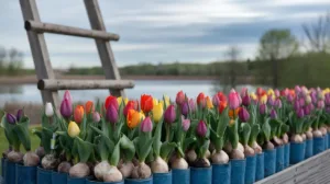 Bulbes de tulipes en pots colorés : préparez un printemps éclatant dès octobre !