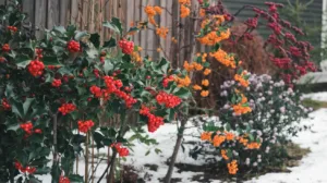 Plantez des arbustes à baies pour un jardin vivant en hiver