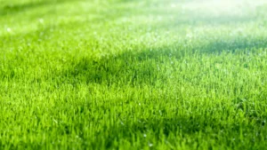 Le gazon synthétique : la solution pour sauver votre jardin !