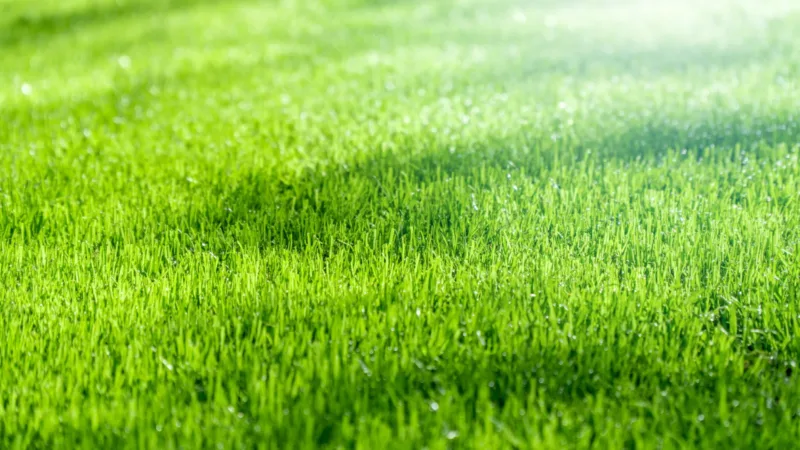 Le gazon synthétique : la solution pour sauver votre jardin !