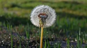 Plante anti‑mouche près de la fenêtre : découvrez votre allié contre les nuisibles