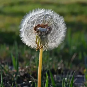 Plante anti‑mouche près de la fenêtre : découvrez votre allié contre les nuisibles