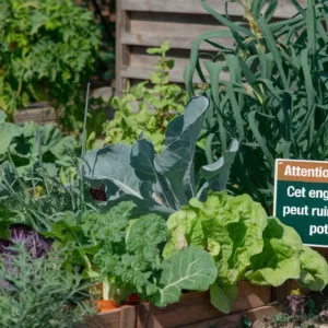 Attention jardiniers : cet engrais peut ruiner votre potager !