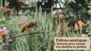 Frelons asiatiques : astuces pour sauver vos abeilles et jardins