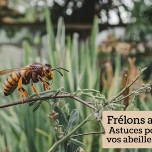 Frelons asiatiques : astuces pour sauver vos abeilles et jardins