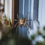 Araignées domestiques : ce détail qui les attire chez vous, à découvrir !
