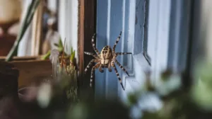 Araignées domestiques : ce détail qui les attire chez vous, à découvrir !