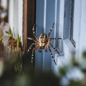 Araignées domestiques : ce détail qui les attire chez vous, à découvrir !