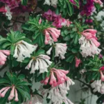 Les meilleurs arbustes pour une entrée accueillante et fleuri toute l&rsquo;année