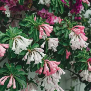 Les meilleurs arbustes pour une entrée accueillante et fleuri toute l&rsquo;année