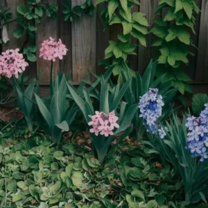 Liste de plantes pour séduire les hérissons