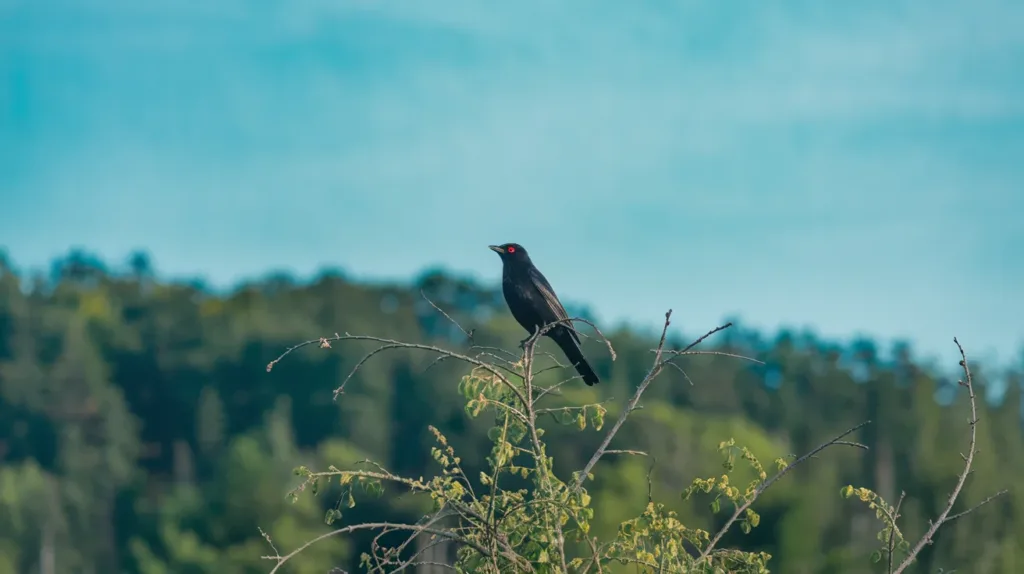 Pourquoi un merle revient-il chaque jour ? Découvrez sa signification