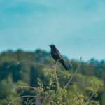 Pourquoi un merle revient-il chaque jour ? Découvrez sa signification Pourquoi un merle revient-il chaque jour ? Découvrez sa signification
