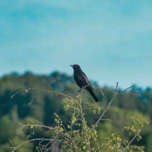 Pourquoi un merle revient-il chaque jour ? Découvrez sa signification