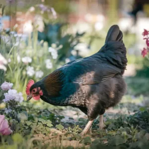 Découvrez comment la poule noire de Janzé protège votre jardin des frelons