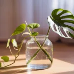 Pothos et monsteras en eau : l'entretien simple pour des feuilles éclatantes Pothos et monsteras en eau : l'entretien simple pour des feuilles éclatantes