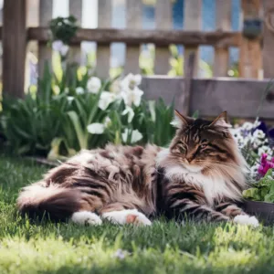 Chat du voisin : ce que la loi dit sur votre jardin