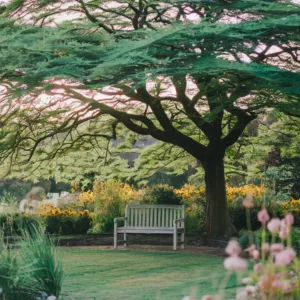 L&rsquo;albizia, le parasol naturel qui transforme votre jardin cet été