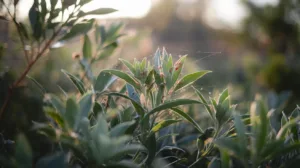Protégez vos plantes : remède efficace contre l&rsquo;araignée rouge à essayer