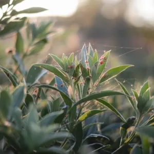 Protégez vos plantes : remède efficace contre l&rsquo;araignée rouge à essayer