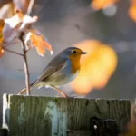 Comment attirer les rouges-gorges dans votre jardin cet automne