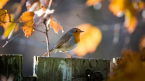 Comment attirer les rouges-gorges dans votre jardin cet automne