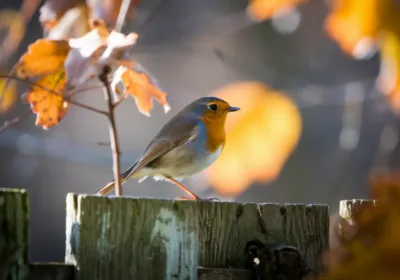 Comment attirer les rouges-gorges dans votre jardin cet automne