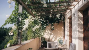 Comment choisir des plantes grimpantes pour votre terrasse
