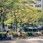 Les arbres en milieu urbain : un remède contre les vagues de chaleur
