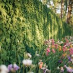 Lierre : un dilemme écologique, faut-il l&rsquo;arracher chez soi ?