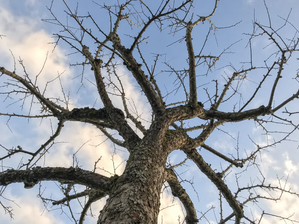 Couronne d'un vieux pommier taillé vue de dessous : branches nues ouvertes sur un ciel d'hiver bleu et nuageux