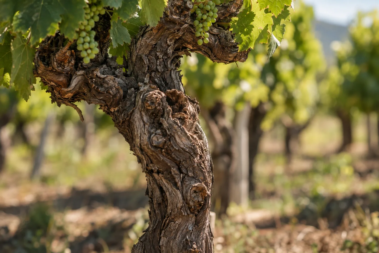 Vieux cep de vigne au tronc noueux et à l'écorce rugueuse, grappes de raisin vert et feuillage, rangs de vigne flous en arrière-plan