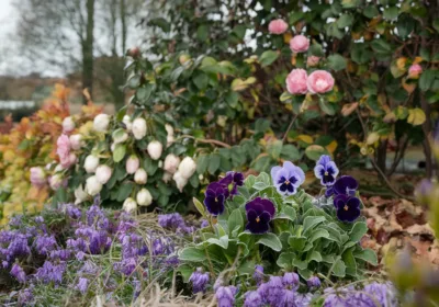 Comment garder un jardin éclatant même à l’approche de Noël