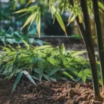 Découvrez les bienfaits des feuilles de bambou pour vos jardins
