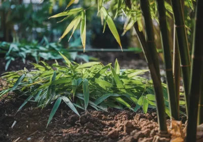 Découvrez les bienfaits des feuilles de bambou pour vos jardins