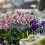Les 7 fleurs à planter pour un jardin coloré jusqu’en décembre