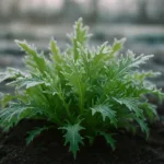 Prolongez votre potager avec ce légume-feuille japonais anti-gel